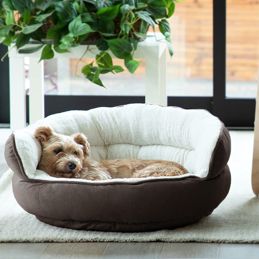 Dog resting in cozy clean pet bed