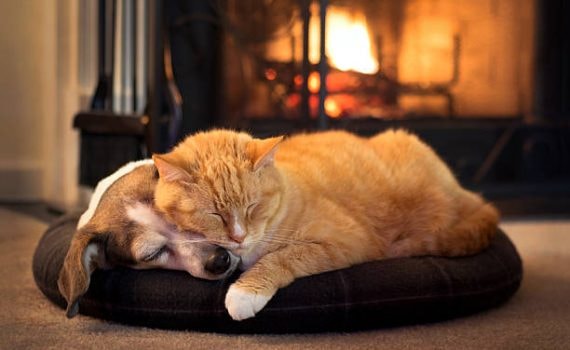 Dog and cat on a freshly cleaned pet bed