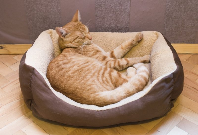 Orange tabby cat in clean pet bed