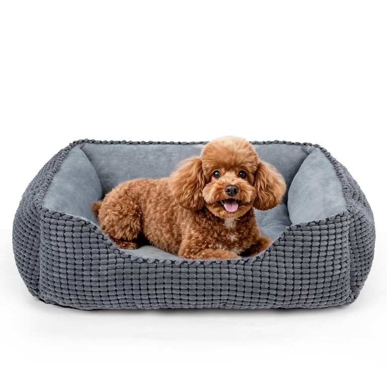 Happy poodle in clean pet bed
