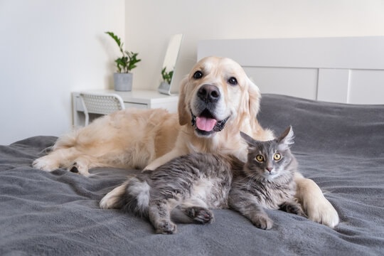 Golden retriever and cat on clean bed